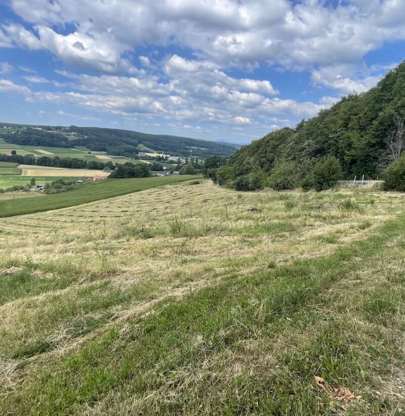 Bad Waltersdorf: Weinberge, Ackerflächen und Wald für experimentierfreudige Winzer oder Landwirte mit Vision