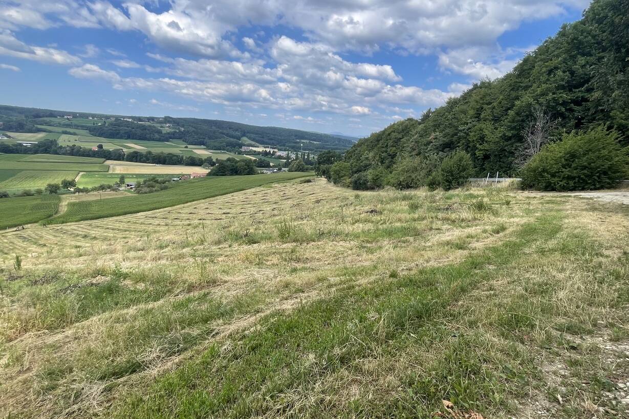 Bad Waltersdorf: Weinberge, Ackerflächen und Wald für experimentierfreudige Winzer oder Landwirte mit Vision